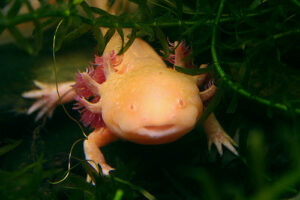 axolotl-animales-agatar-almeria